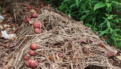 箐口核桃專業(yè)合作社帶動(dòng)農(nóng)戶種植食用菌總產(chǎn)值221.8萬(wàn)元