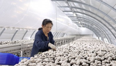 溫州市箬橫鎮采用愛爾蘭弧形種植雙孢菇 產銷兩旺