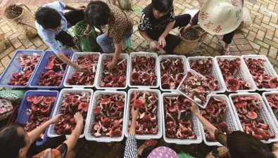 福建三明：紅菇人工栽培技術(shù)喜獲新突破