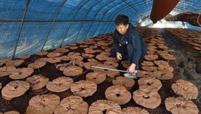 黑龍江：雞東縣10.08萬段大棚靈芝喜獲豐收