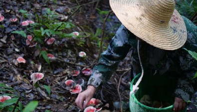 福建清流：科技下鄉推進林下紅菇產業發展