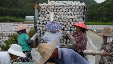 安徽东至县：官港镇小菌棒撬动大产业，产业链日益完善