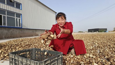 新疆生產(chǎn)建設(shè)兵團(tuán)三師五十團(tuán)十三連已采收第一茬香菇