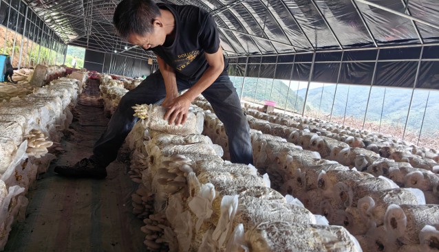 云南元谋县凉山乡：食用菌试种获丰收