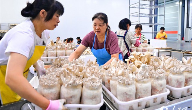 江西安遠：食用菌上市供應(yīng)足