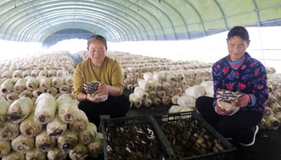 河北平泉柳溪鎮(zhèn)：發(fā)展食用菌產業(yè)助力鄉(xiāng)村振興“垛式”模式栽培秀珍菇，30萬斤收入達90多萬元