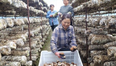 河北平泉柳溪鎮：發展食用菌園區45個