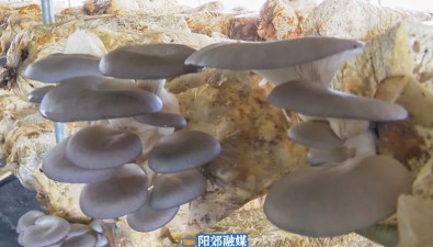 结束休眠养菌期，香菇、平菇食用菌生产基地全面恢复生产销售