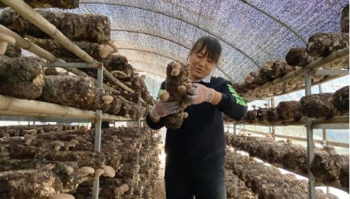 陜西留壩縣：江西營村發(fā)展食用菌，村民走上致富路