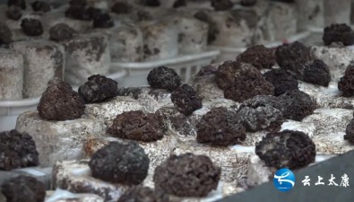 河南太康：珍稀菌特色品種助農開拓增收致富路