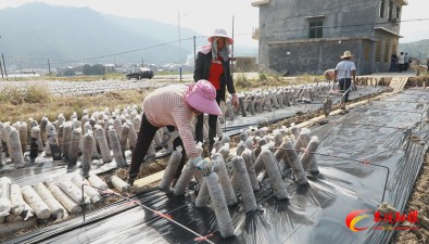 湖南茶陵：“稻菌”轮作，菌棒移栽正当时