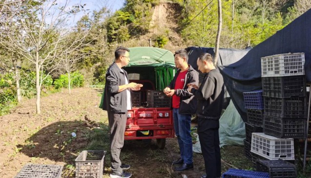 甘肅康縣大南峪鎮：累積采摘鮮鮮菇7.8萬多斤