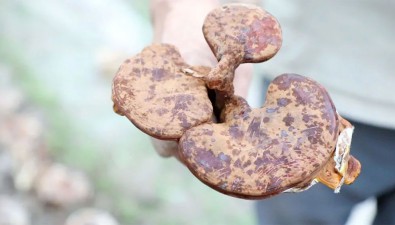 浙江慶元縣左溪鎮(zhèn)靈芝基地迎來(lái)新“豐”景