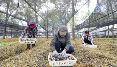 北京大興區(qū)長子營鎮(zhèn)赤松茸開始采收