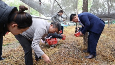 北京大興區(qū)：赤松茸首采簽約啦