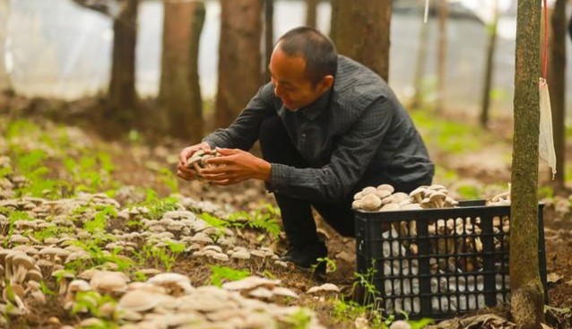 贵州黔西：林下食用菌采摘忙