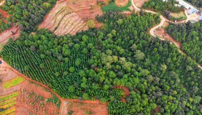 投資100多萬元，林下仿野生食用菌種植基地規劃種植20畝菌菇