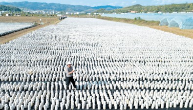 湖北房縣中村村：流轉(zhuǎn)耕地70余畝，種植代料黑木耳60萬袋