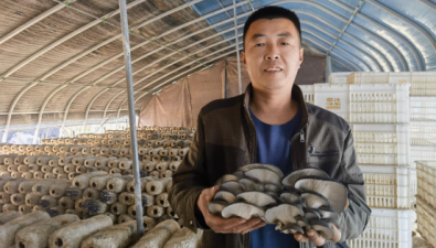 鼎鑫發食用菌合作社：精細化管理，頭茬平菇搶“鮮”上市