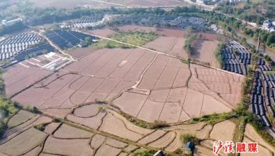 湖南泸溪：规模种植羊肚菌，激活乡村“新动力”