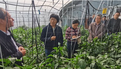 山東省農科院資環所專家到聊城調研菌瓜菜輪作新模式