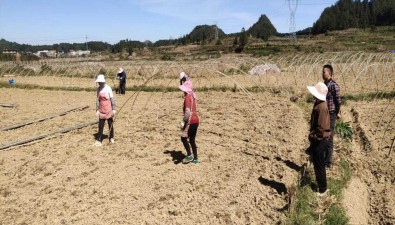 伟泽农业：今年预计在三都县种植羊肚菌5000亩