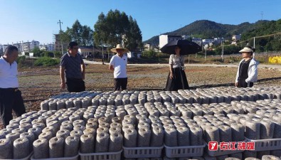 占地40亩，广西百色市右江区食用菌种植示范基地正式启动