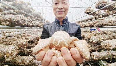 河南栾川县秋扒乡：食用菌“一条链”转型升级