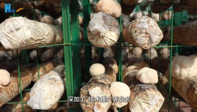 甘肃两当：食用菌产业“唤醒”左家乡