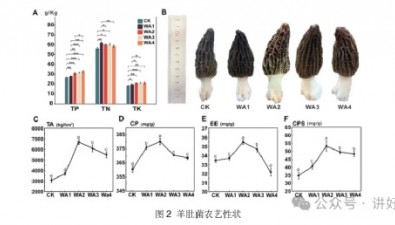 草木灰通过调节土壤理化性质和微生物群落提高羊肚菌产量和品质的机制