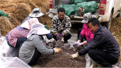 云南麻栗坡：“煙菌輪種”一地雙收，農戶增收再添砝碼