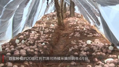 云南楚雄州林下反季红托竹荪试种成功