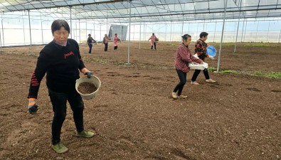 四川蓬溪：两村抱团发展食用菌，壮大集体经济