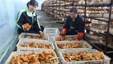 河北平泉發展食用菌產業促農增收