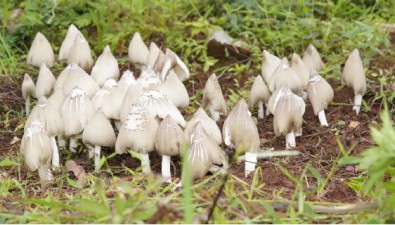 林杰生物：流转1500亩山林进行珍稀菌保育促繁