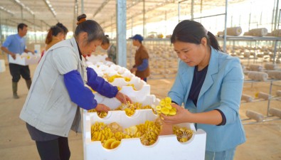 美味上新！江西泰和县智慧农业食用菌产业园迎丰收季