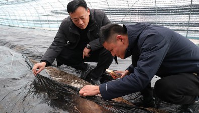 安徽渦陽：羊肚菌種植助力鄉村振興