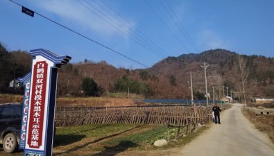 湖北房县：双河村发展段木黑木耳3000余架