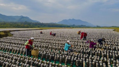 安徽東至縣：今年種植黑木耳4400萬(wàn)棒