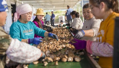 寧夏隆德縣：培育食用菌生產主體38家