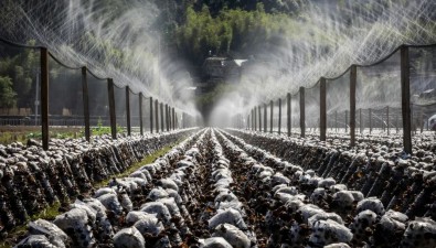 超6500萬元！“菌菇保”助力浙江龍泉食用菌產業發展