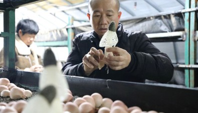 贵州绥阳：反季红托竹荪成功上市，食用菌产业再添“新翼”