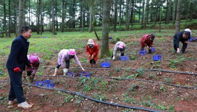 云南富源縣：推進示范基地林下種植