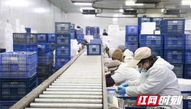 湖南宇秀生物：瓶栽杏鲍菇俏销国内外