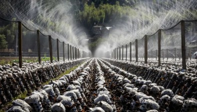 浙江麗水食用菌全產業鏈建設如火如荼