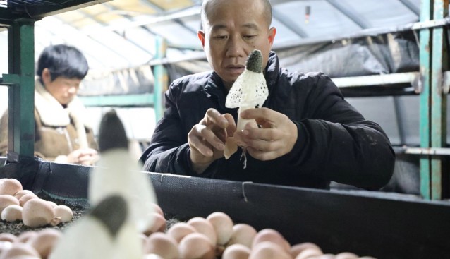 貴州綏陽：反季紅托竹蓀成功上市