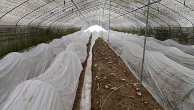 贵州惠水县：鹿茸菌撑起增收致富伞