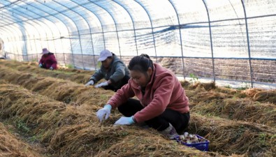 广西象州县：食用菌丰收，丰富节日“菜篮子”