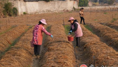 广西河池市宜州区建立了两家冬闲田蘑菇种养示范基地