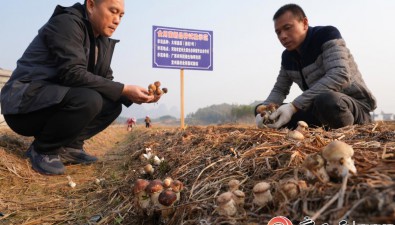 冬閑田蘑菇種養(yǎng)示范基地大球菌菇助農(nóng)增收